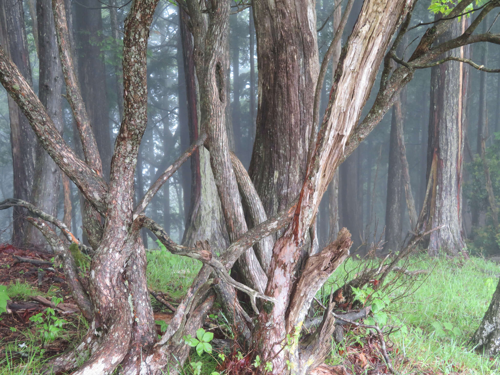 Imagem de Rhododendron quinquefolium Bisset & S. Moore