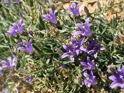 Imagem de Campanula stricta L.