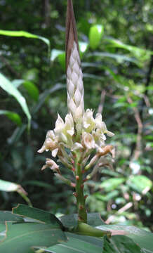 Image of Alpinia oxymitra K. Schum.