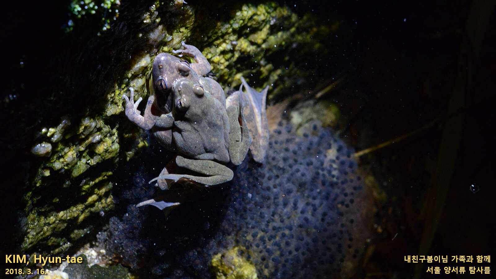 Imagem de Rana huanrenensis Fei, Ye & Huang 1990