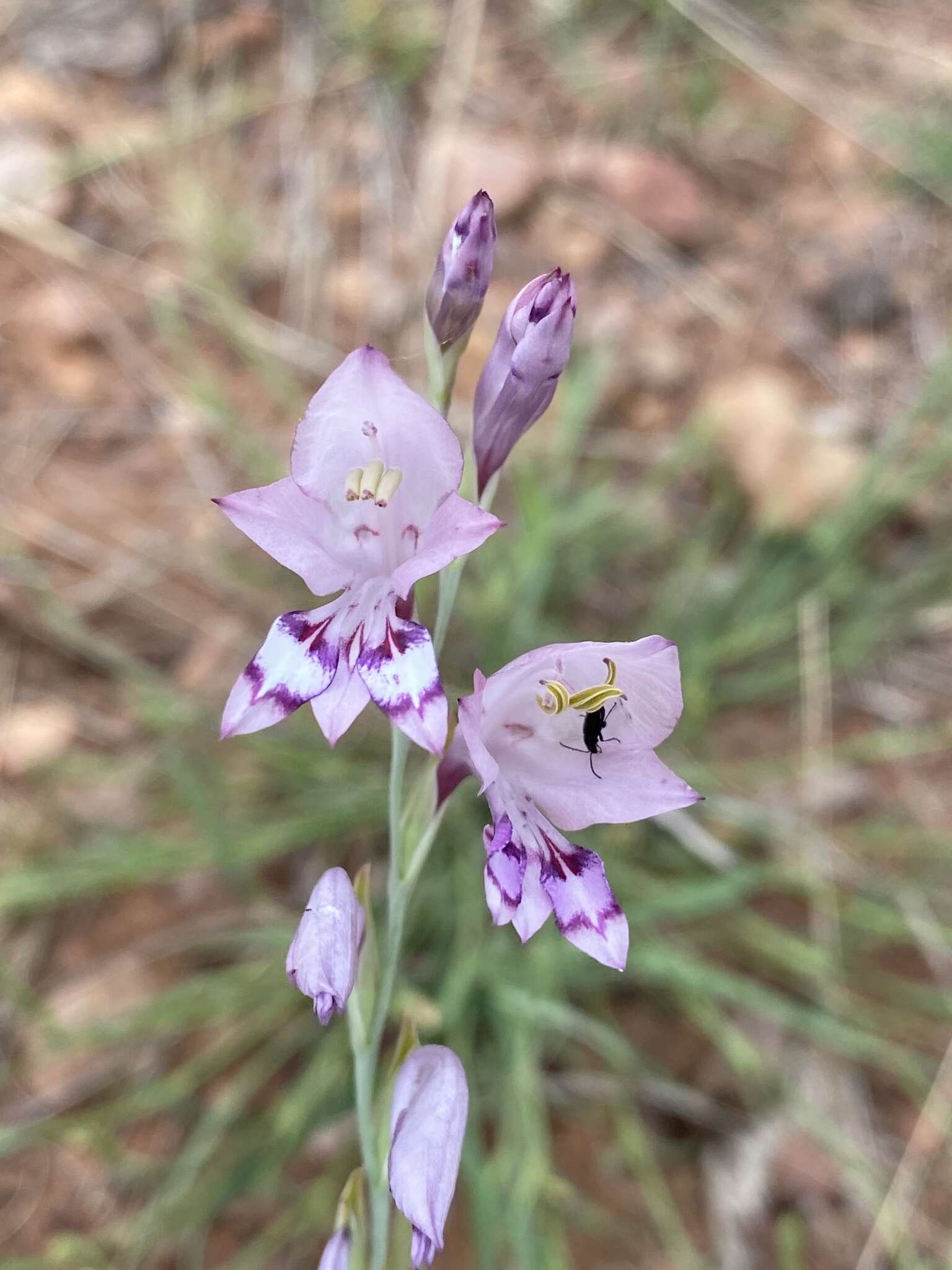 Gladiolus oatesii Rolfe resmi