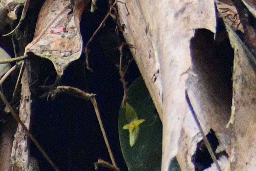 Imagem de Pleurothallis prolaticollaris Luer