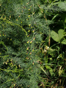 Image of Asparagus palaestinus Baker