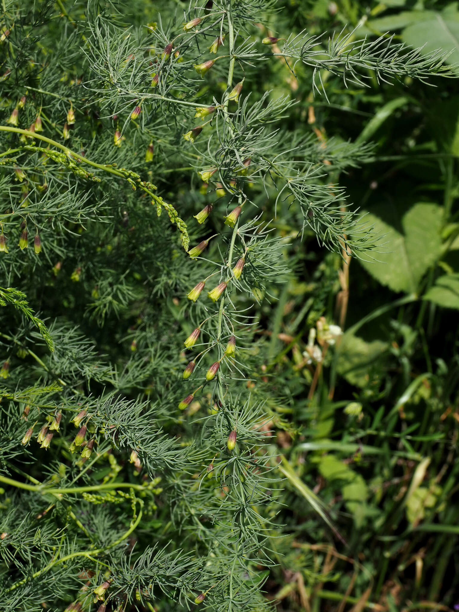 Imagem de Asparagus palaestinus Baker