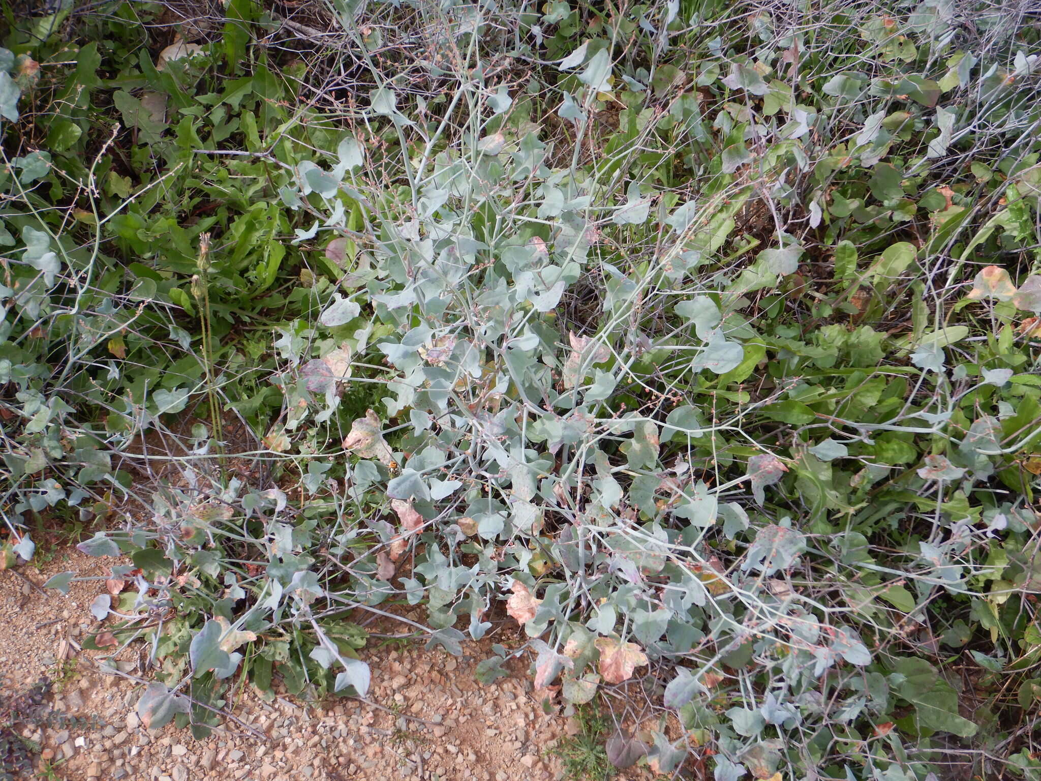 Image of Rumex induratus Boiss. & Reuter