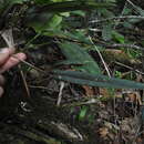 Image of Myoxanthus reymondii (H. Karst.) Luer