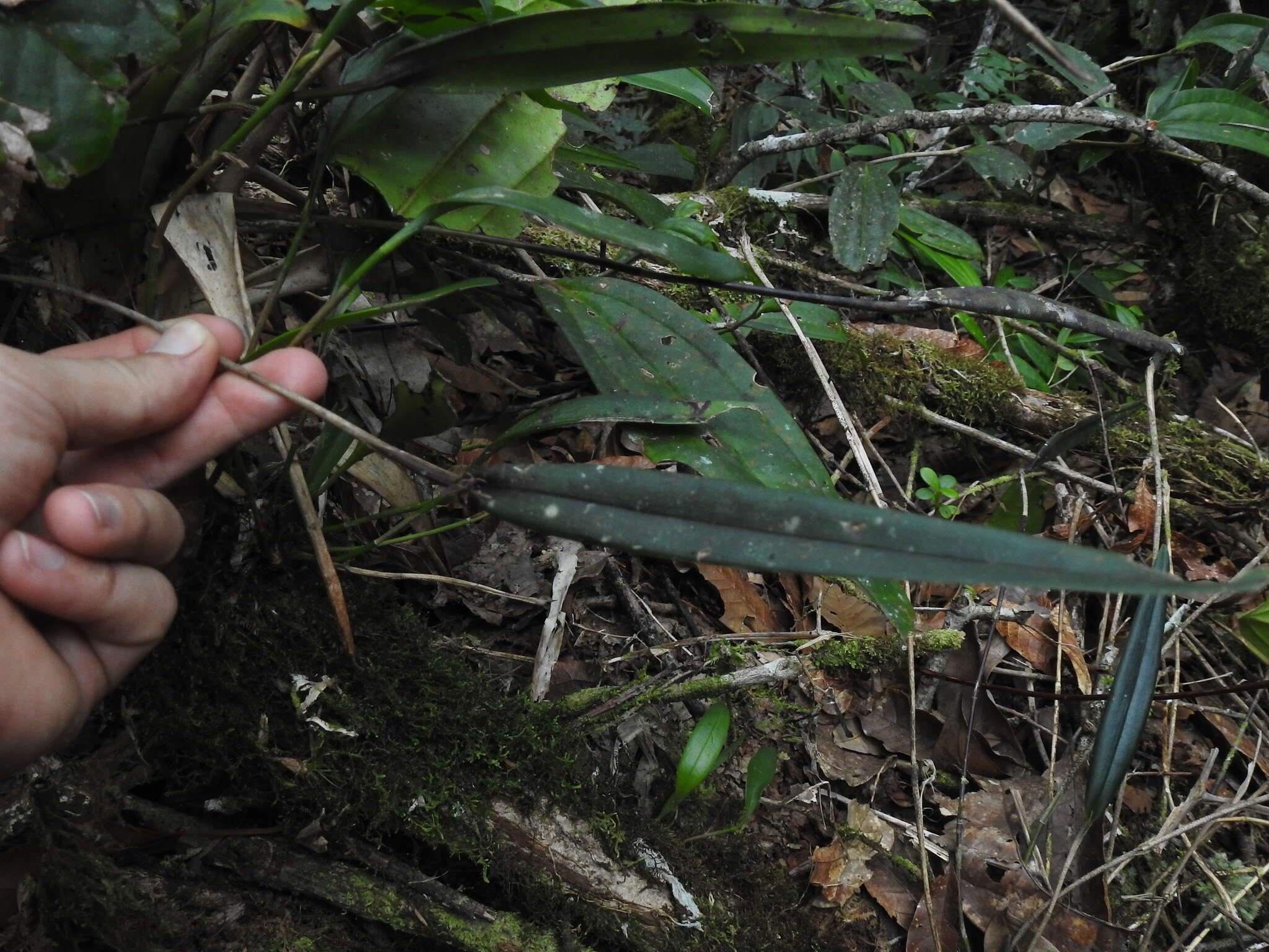 Image of Myoxanthus reymondii (H. Karst.) Luer