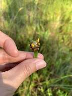 Image of irisleaf yelloweyed grass