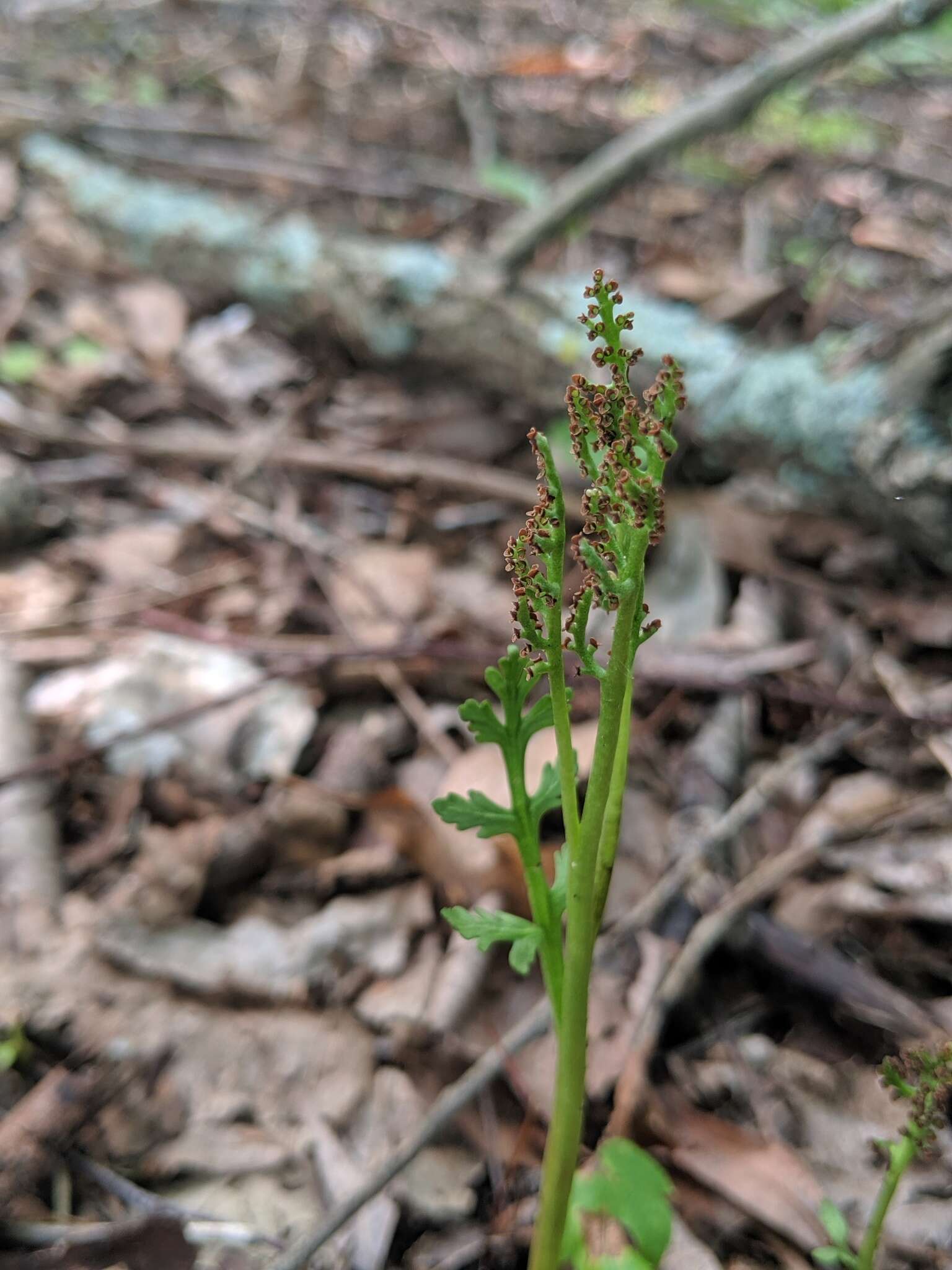 Image of branched moonwort