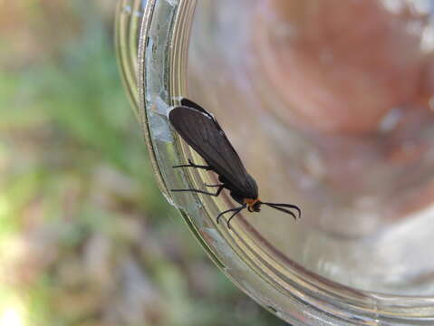 Image of Ctenucha rubriceps