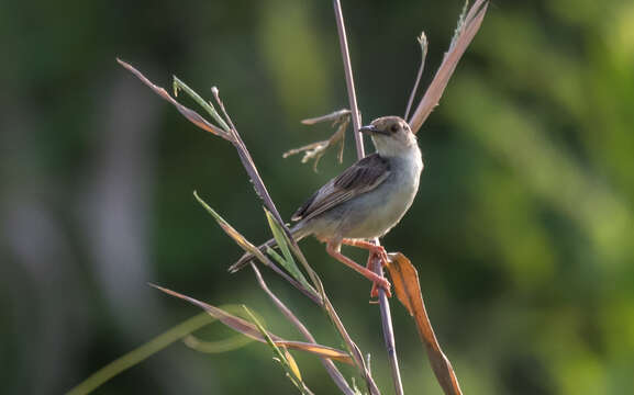 Image of Whistling Cisticola