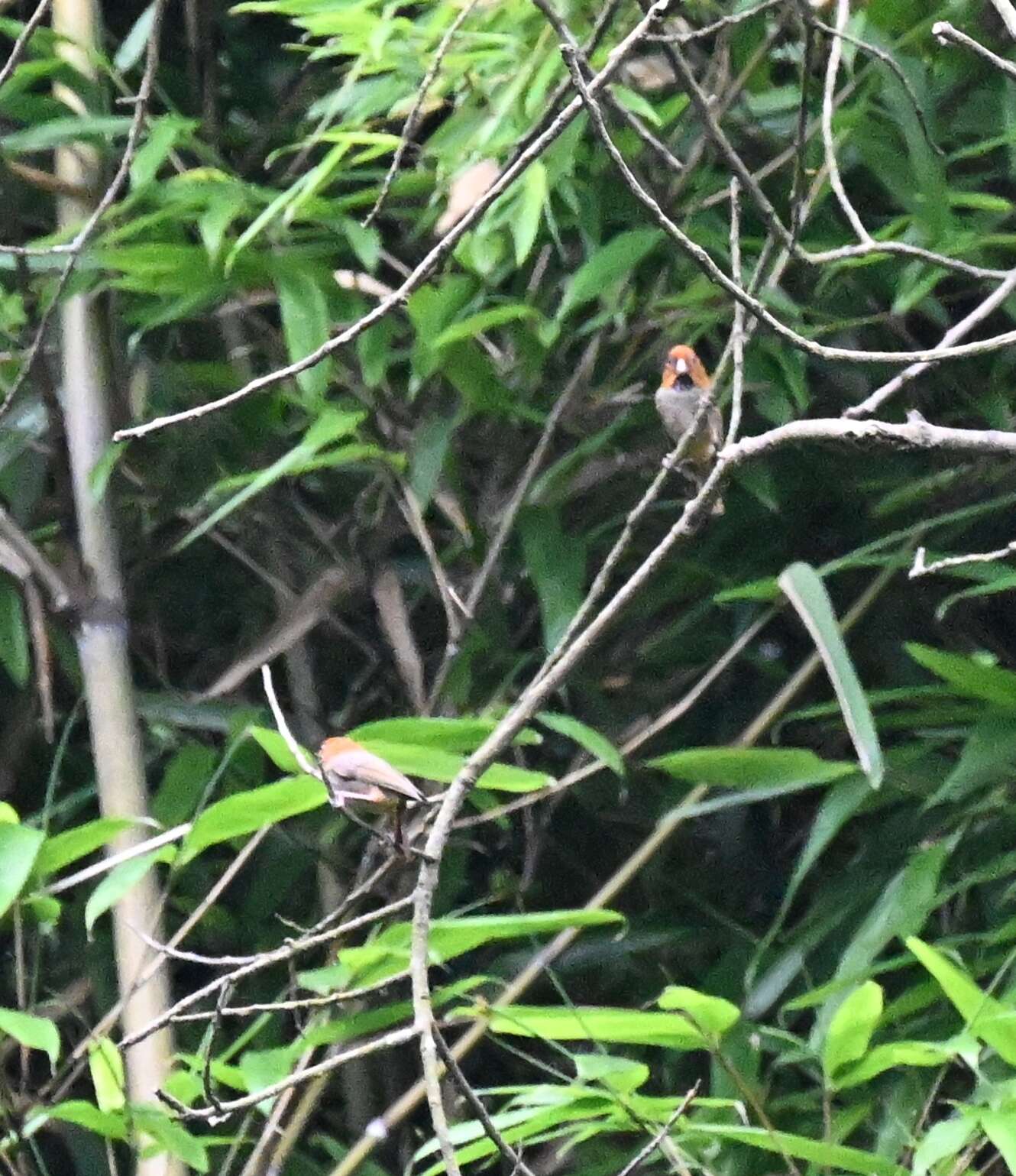 Image of Short-tailed Parrotbill