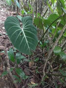 Image of Philodendron gloriosum André