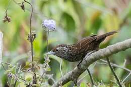 Image of Cachar Wedge-billed Babbler