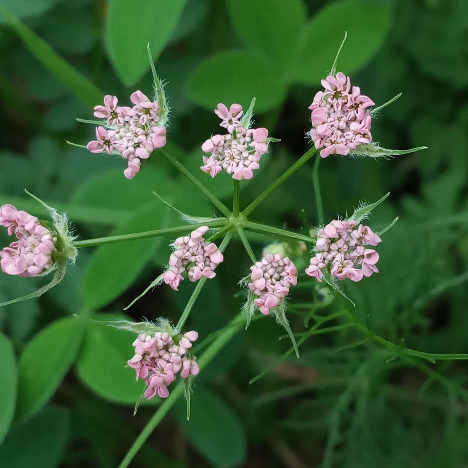 Image de Chaerophyllum roseum M. Bieb.