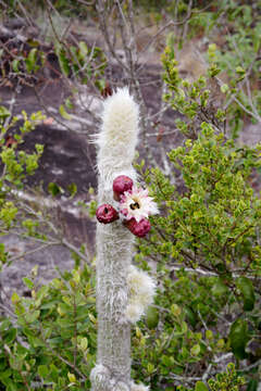 Image of Pilosocereus aurisetus (Werderm.) Byles & G. D. Rowley