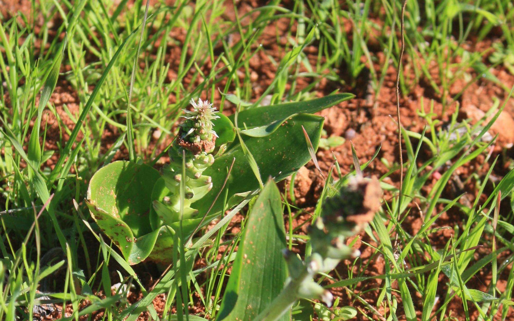 Image of Lachenalia undulata Masson ex Baker