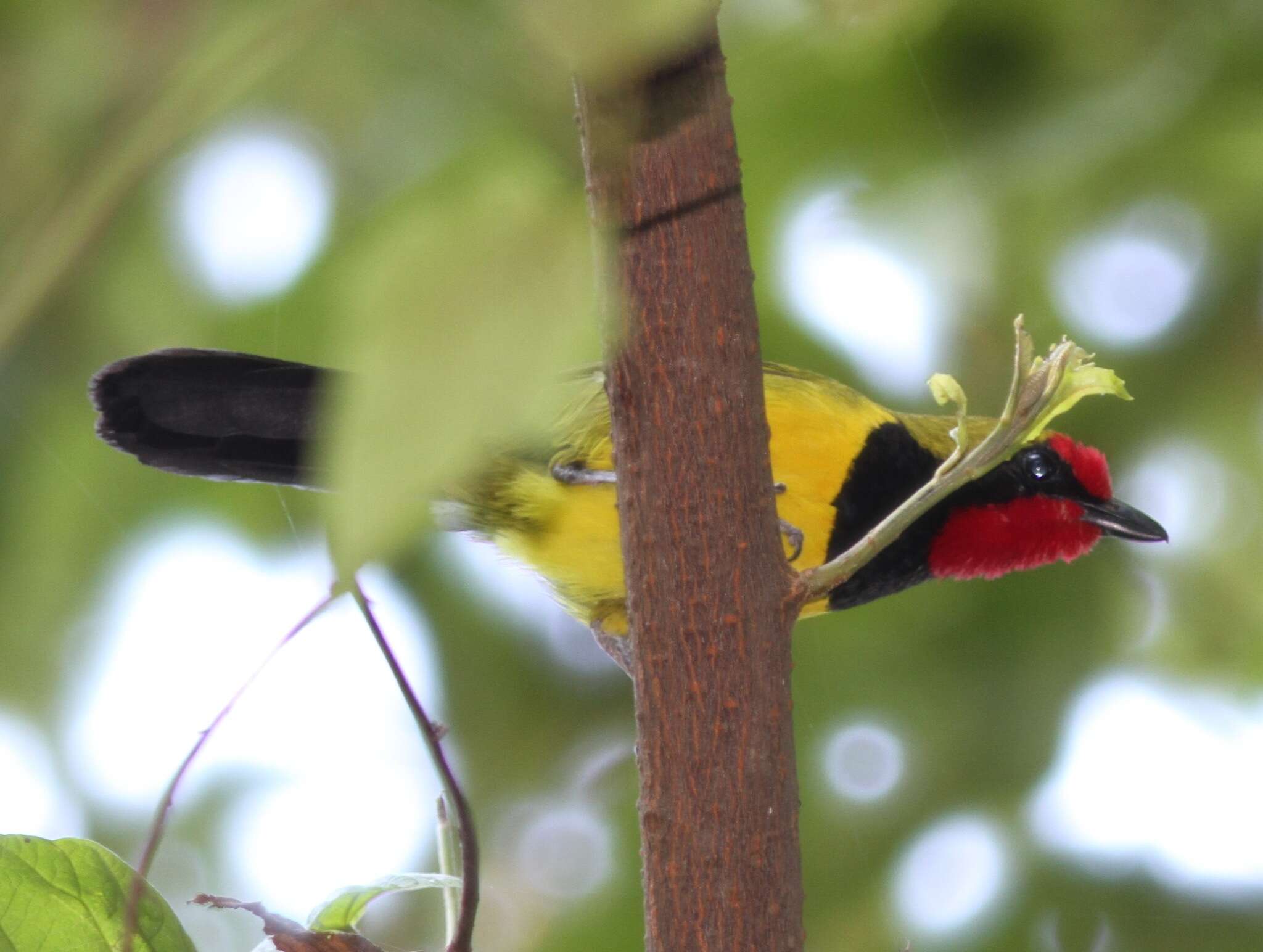 Image of Doherty's Bush Shrike