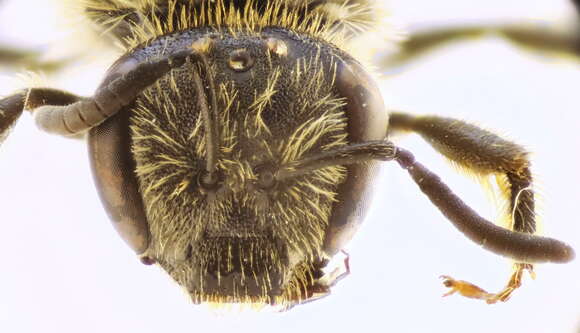 Image of Lasioglossum malachurum (Kirby 1802)