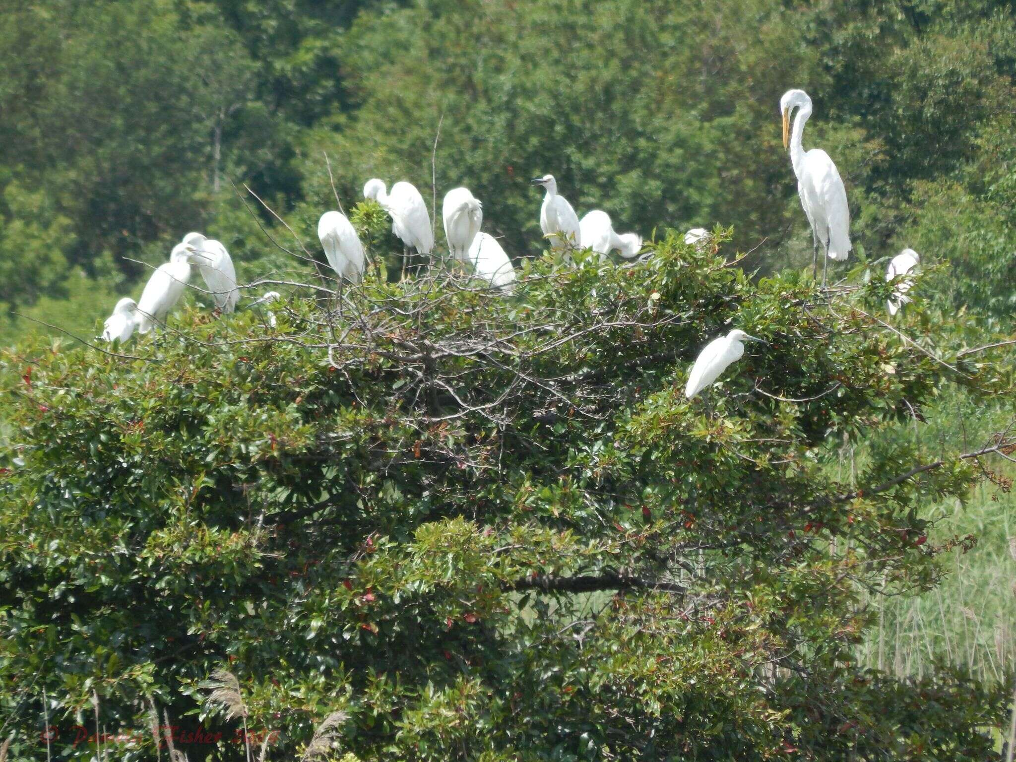 Image of Egretta Forster & T 1817