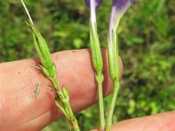 صورة Ruellia nudiflora var. nudiflora