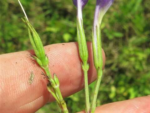 Ruellia nudiflora var. nudiflora resmi