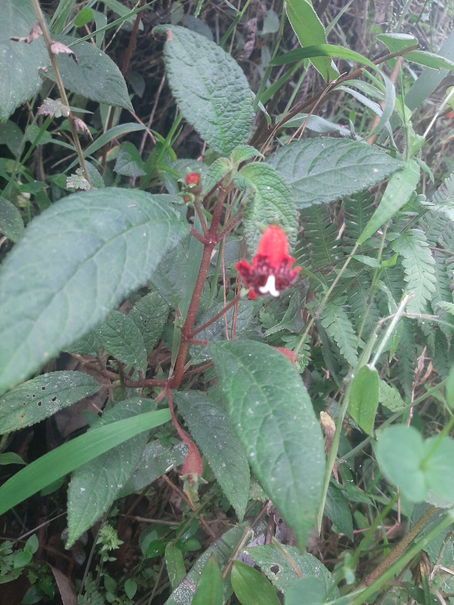 Sivun Kohleria inaequalis var. ocellata (Hook.) L. P. Kvist & L. E. Skog kuva