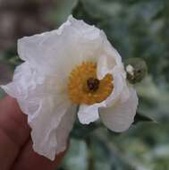 Image of hedgehog pricklypoppy