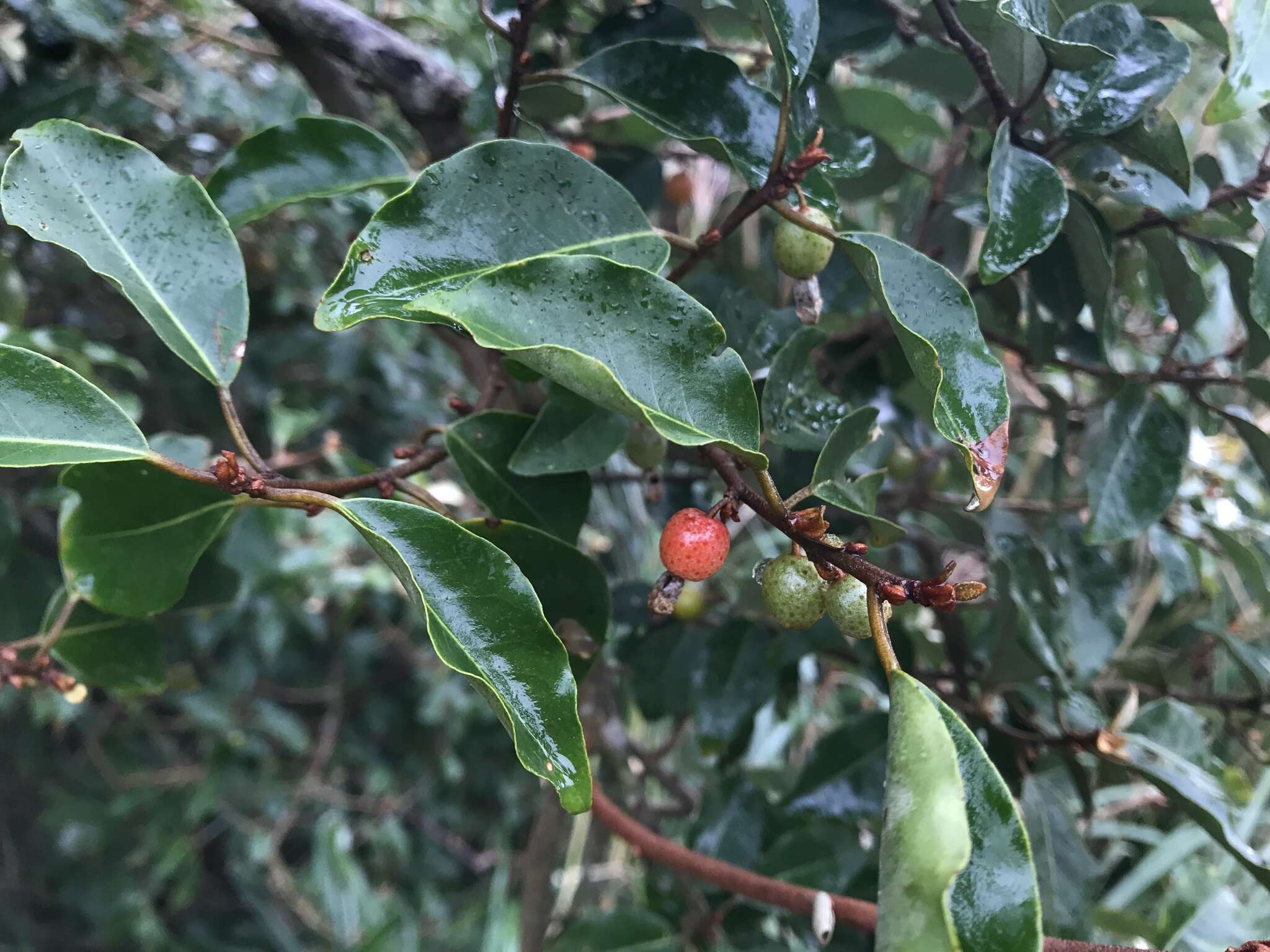 Image of Elaeagnus thunbergii Servettaz