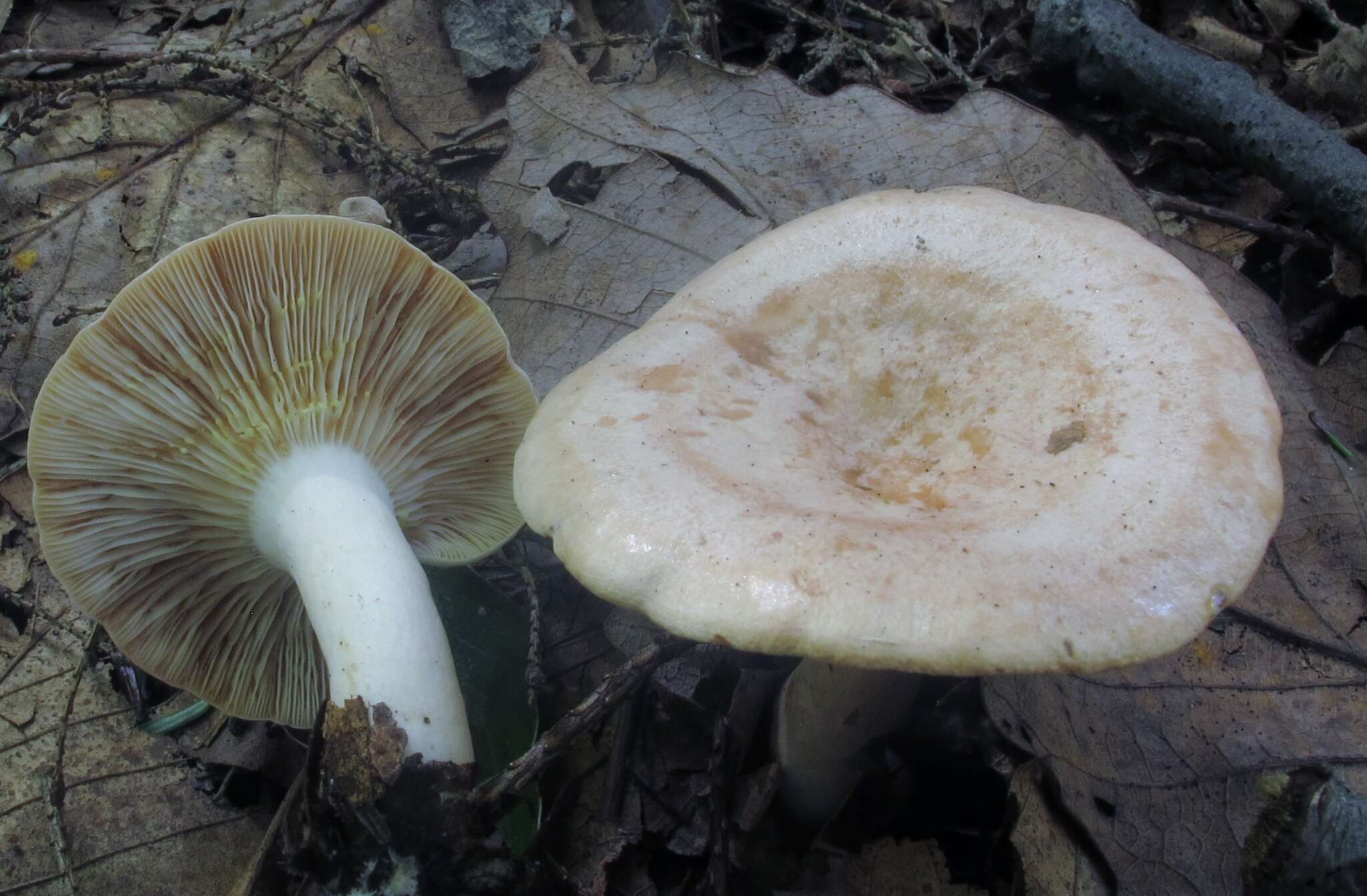 Image of Lactarius chrysorrheus Fr. 1838