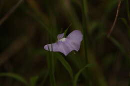 Image of Utricularia terrae-reginae P. Taylor