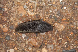 Image of Ferussac’s orange soled slug