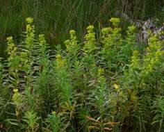 Image of shining spurge