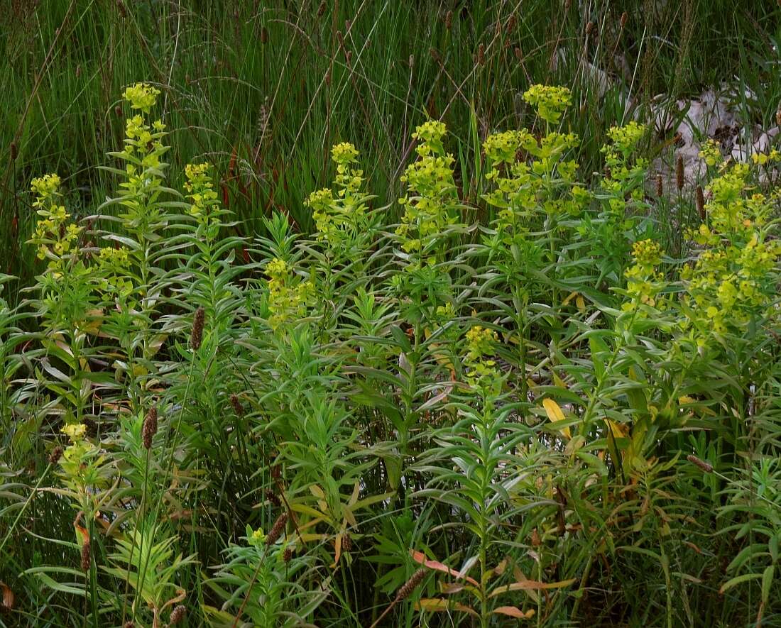 Sivun Euphorbia lucida Waldst. & Kit. kuva