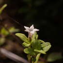 Image of Spigelia coelostylioides K. Gould