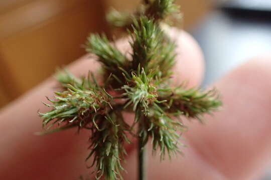 Image of Hairy Umbrella Sedge