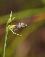 Image of Bonnet orchid