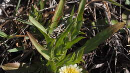 Imagem de Agoseris heterophylla var. heterophylla