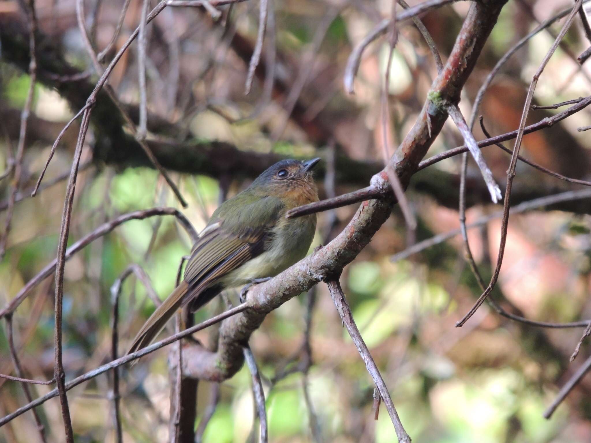 Plancia ëd Leptopogon rufipectus (Lafresnaye 1846)