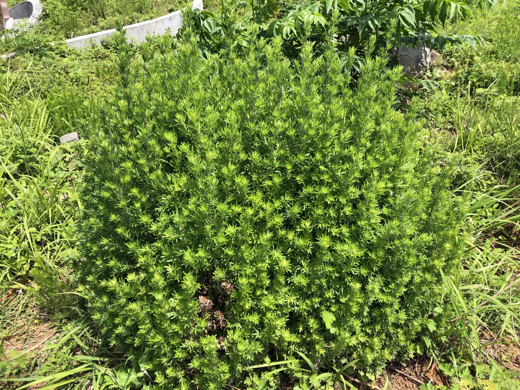 Image de Artemisia lancea Vaniot