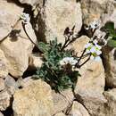 Image of Draba siliquosa M. Bieb.