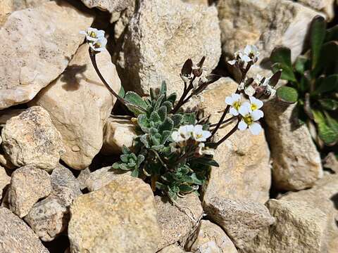 Image of Draba siliquosa M. Bieb.