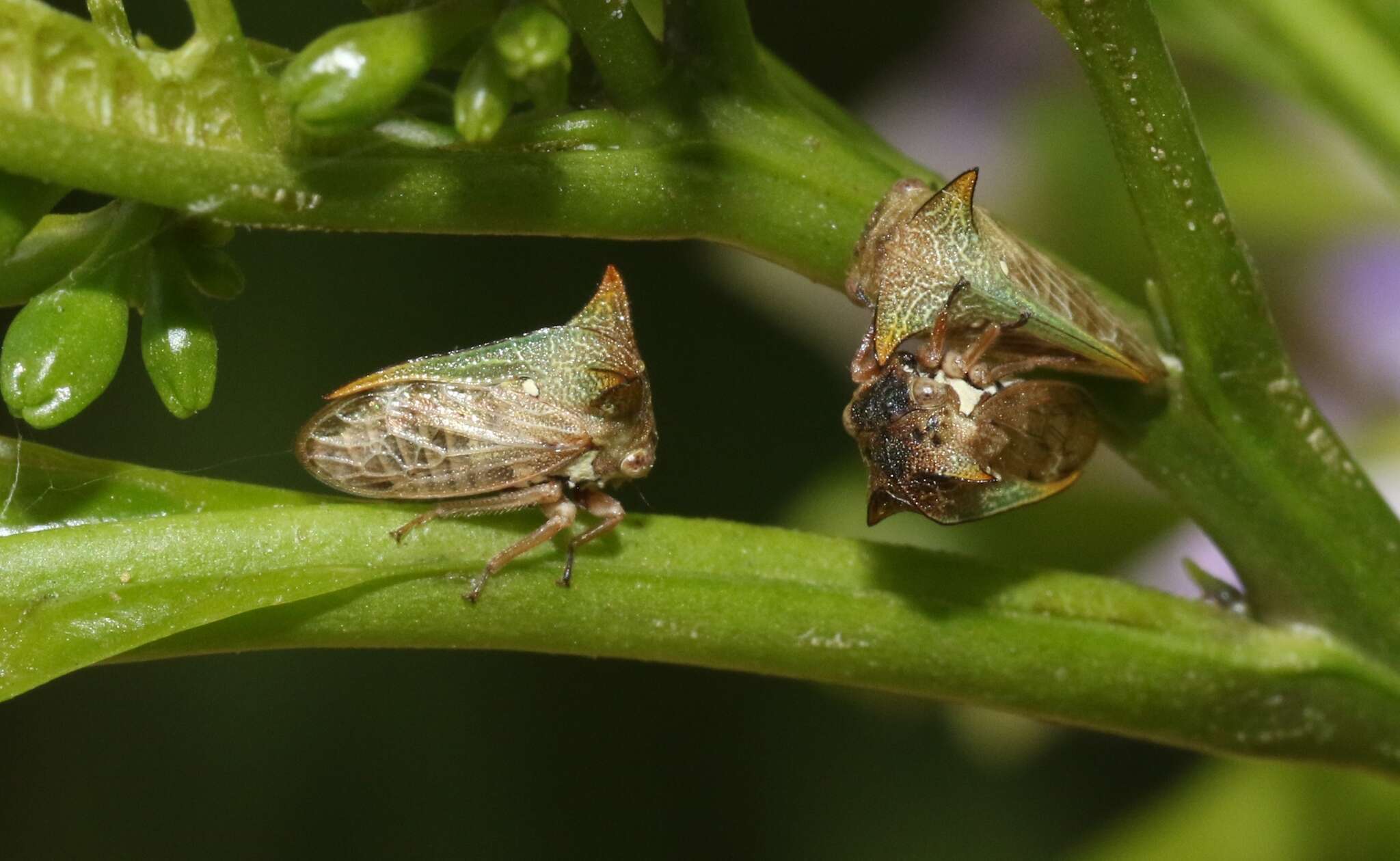 Image of Alosextius carinatus Funkhouser 1927