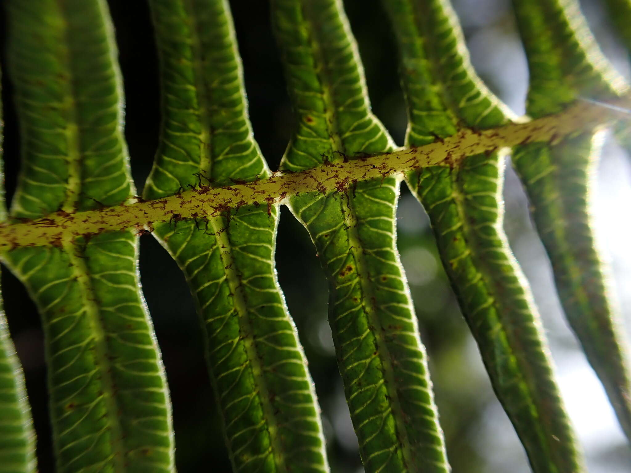 Image of Sticherus owhyhensis (Hook.) Ching