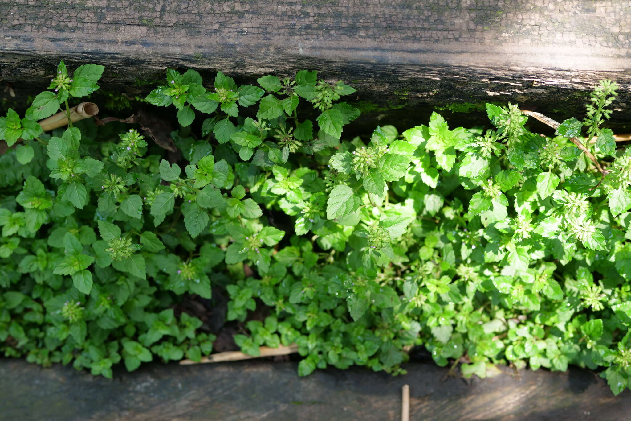 Image de Clinopodium gracile (Benth.) Kuntze