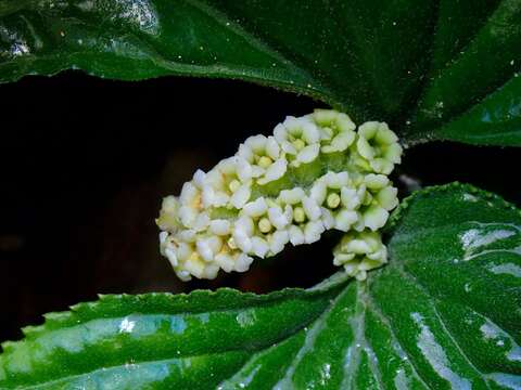 Слика од Pentaphragma begoniifolium Wall.