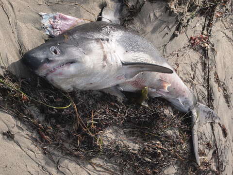 Image of Salmon Shark