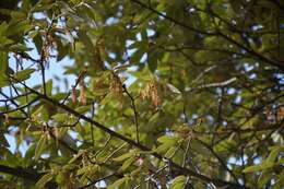 Слика од Quercus dysophylla Benth.
