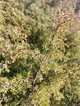 Image of Juniperus oxycedrus subsp. transtagana Franco