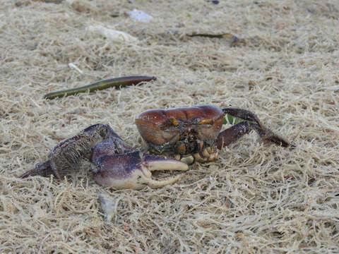 Image of swamp ghost crab